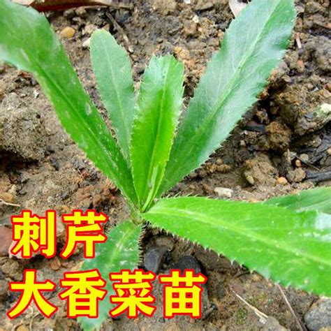 刺芫荽繁殖|如何照護刺芫荽？多年生草本植物的播種與分株繁殖全攻略